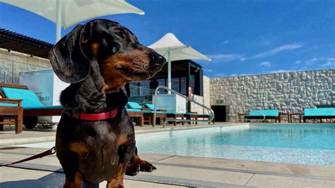 dog friendly hotels carlsbad|TOP 10 BEST Dog Friendly Hotels in Carlsbad, CA